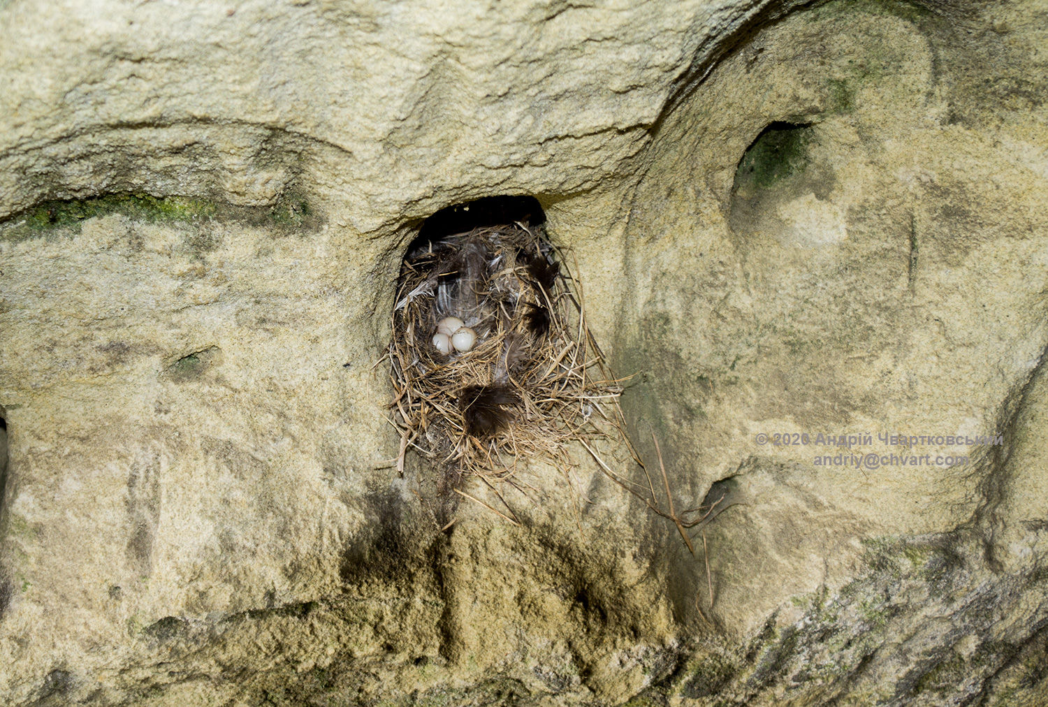В печері гніздяться птахи